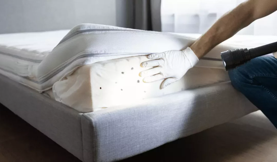 Punaises de Lit à Paris : des Experts à Votre Service
